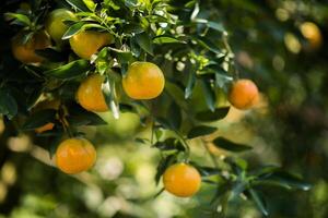 Bündel reife Orangen, die an einem Orangenbaum hängen foto