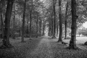 Herbst im Wald foto