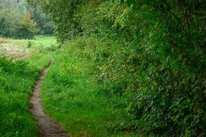 spät Sommer- Zeit im ein Deutsche Wald foto