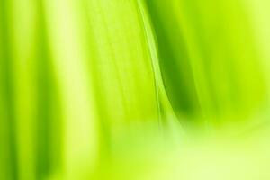 Gradient Natur Aussicht von Grün Blatt auf verschwommen Grün Hintergrund im Garten mit Kopieren Raum mit wie Hintergrund natürlich Grün Pflanzen Landschaft, Ökologie, frisch Hintergrund foto