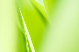 Gradient Natur Aussicht von Grün Blatt auf verschwommen Grün Hintergrund im Garten mit Kopieren Raum mit wie Hintergrund natürlich Grün Pflanzen Landschaft, Ökologie, frisch Hintergrund foto