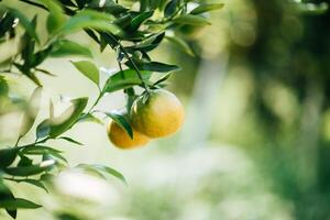 Bündel reife Orangen, die an einem Orangenbaum hängen foto