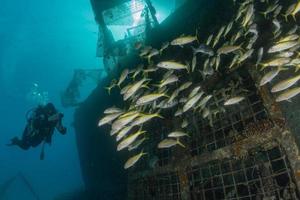 fische schwimmen im roten meer, bunte fische, eilat israel foto