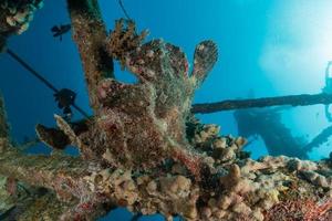 fische schwimmen im roten meer, bunte fische, eilat israel foto