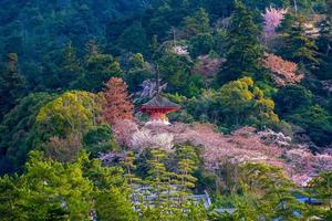 Itsukushima-Schrein mit Sakura foto