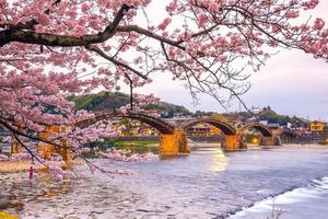 Kirschblüte in voller Blüte an der Kintaikyo-Brücke foto