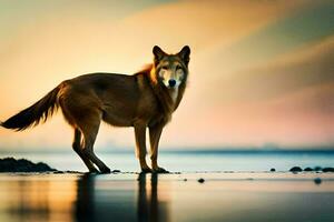ein Wolf Stehen auf das Strand beim Sonnenuntergang. KI-generiert foto