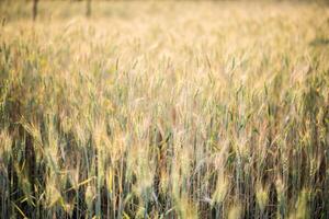 Feld der Weizenfarm foto