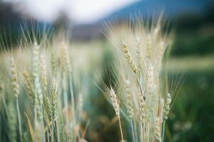 Feld der Weizenfarm foto