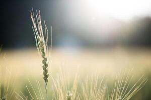 Feld der Weizenfarm foto