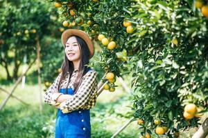 Frau, die eine Orangenplantage erntet foto