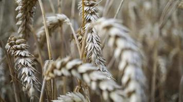 Nahaufnahme von Stielen von goldenem Weizen, Kornspitze. foto