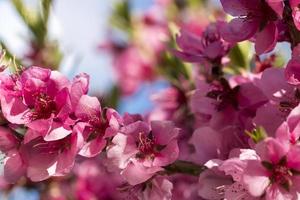 Nahaufnahme von blühenden Pfirsichen rosa Blüten.