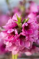 Nahaufnahme von blühenden Pfirsichen rosa Blüten.