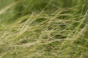 Nahaufnahme von grünem Gras auf dem Feld foto