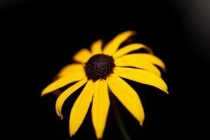 Blumenblüte Nahaufnahme Hintergrund Rudbeckia Fulgida Familie Compositae foto