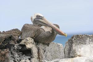 Brauner Pelikan thront auf einem Felsen und zeigt sein inneres Augenlid