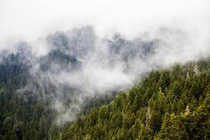 Wald, Baum und Gras foto