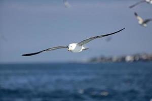 Seemöwe, weiße Möwen, fliegende Möwe foto