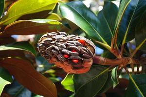 Südliche Magnolie - Magnolia grandiflora foto