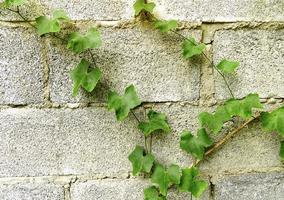 grüne Blätter klettern die Wand hoch. foto