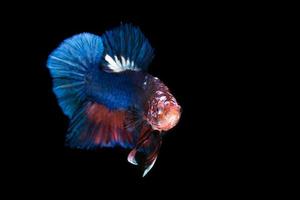 siamesischer kämpfender Fisch lokalisiert auf schwarzem Hintergrund foto