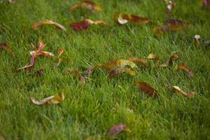 Haufen Herbstlaub auf Gras grünes Gras foto
