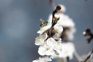 Biene auf Aprikosenbaumblüte
