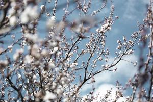 Wunderschöner Sakura-Baumzweig mit winzigen zarten Blüten.