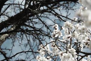 schöner Aprikosenbaumzweig mit winzigen zarten Blüten foto