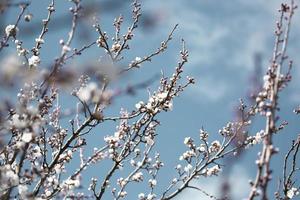 schöner Aprikosenbaumzweig mit winzigen zarten Blüten foto
