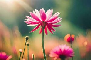 Rosa Blume im das Feld mit Sonne leuchtenden. KI-generiert foto