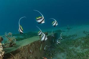 fische schwimmen im roten meer, bunte fische, eilat israel foto