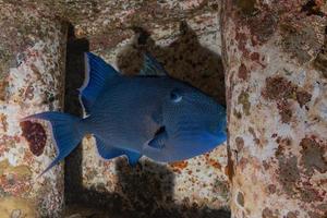 fische schwimmen im roten meer, bunte fische, eilat israel foto