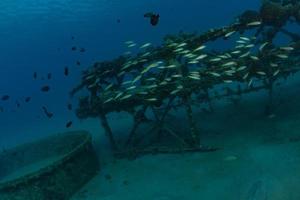 fische schwimmen im roten meer, bunte fische, eilat israel foto