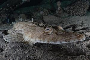 fische schwimmen im roten meer, bunte fische, eilat israel foto