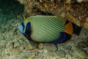 fische schwimmen im roten meer, bunte fische, eilat israel foto