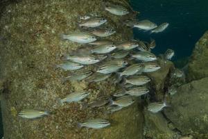 fische schwimmen im roten meer, bunte fische, eilat israel foto