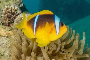 fische schwimmen im roten meer, bunte fische, eilat israel foto