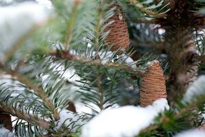 groß Kiefer Kegel auf das Baum bedeckt mit Schnee foto