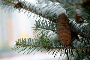 groß Kiefer Kegel auf das Baum bedeckt mit Schnee foto