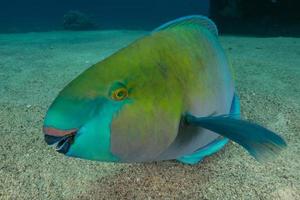 fische schwimmen im roten meer, bunte fische, eilat israel foto