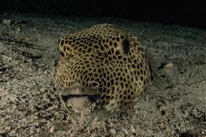 fische schwimmen im roten meer, bunte fische, eilat israel foto