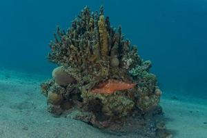 fische schwimmen im roten meer, bunte fische, eilat israel foto