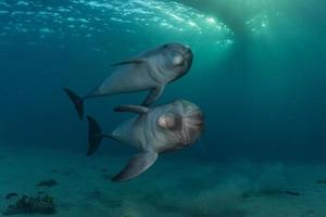 Delfinschwimmen im Roten Meer, Eilat Israel foto