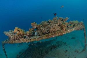 Korallenriff und Wasserpflanzen im Roten Meer, Eilat Israel foto