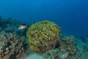 Korallenriff und Wasserpflanzen im Roten Meer, Eilat Israel foto