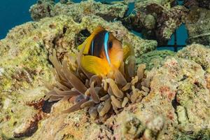 Korallenriff und Wasserpflanzen im Roten Meer, Eilat Israel foto