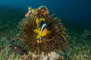 Korallenriff und Wasserpflanzen im Roten Meer, Eilat Israel foto