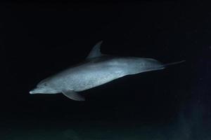 Delfinschwimmen im Roten Meer, Eilat Israel foto